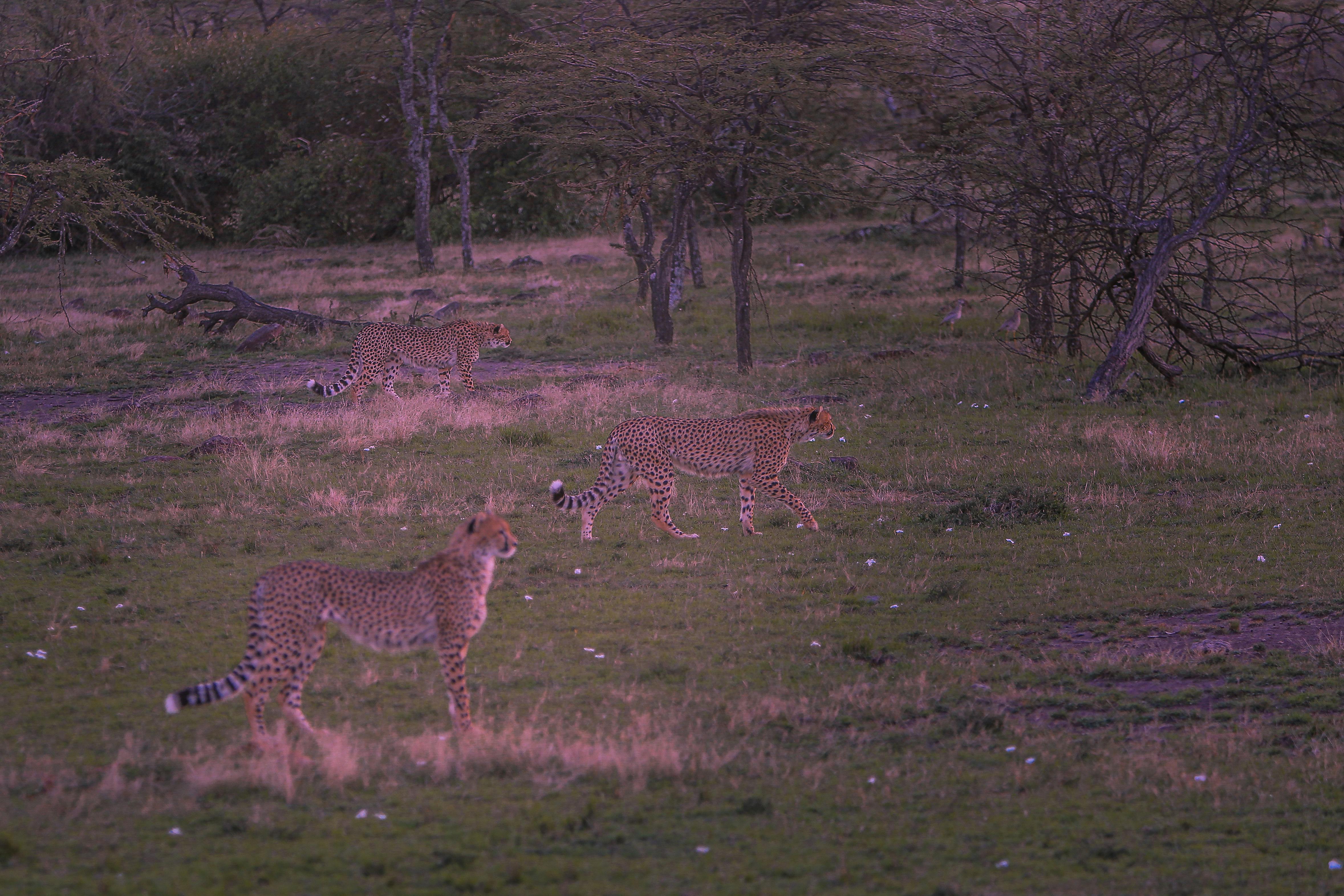 Trois guépards marchant dans la savane dorée au coucher du soleil, Kenya. Photographie animalière safari