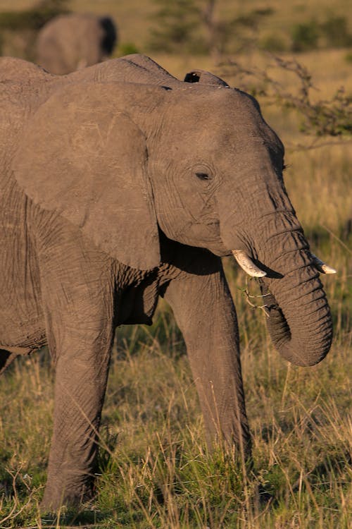 Gratis arkivbilde med afrika, afrikansk elefant, asiatisk elefant Arkivbilde