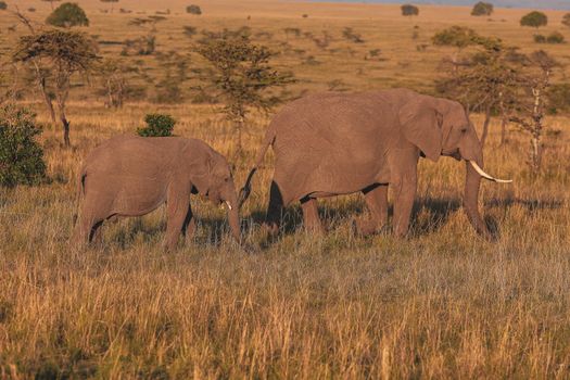 Wild African elephants walking through the savannah in Narok, Kenya at daytime.