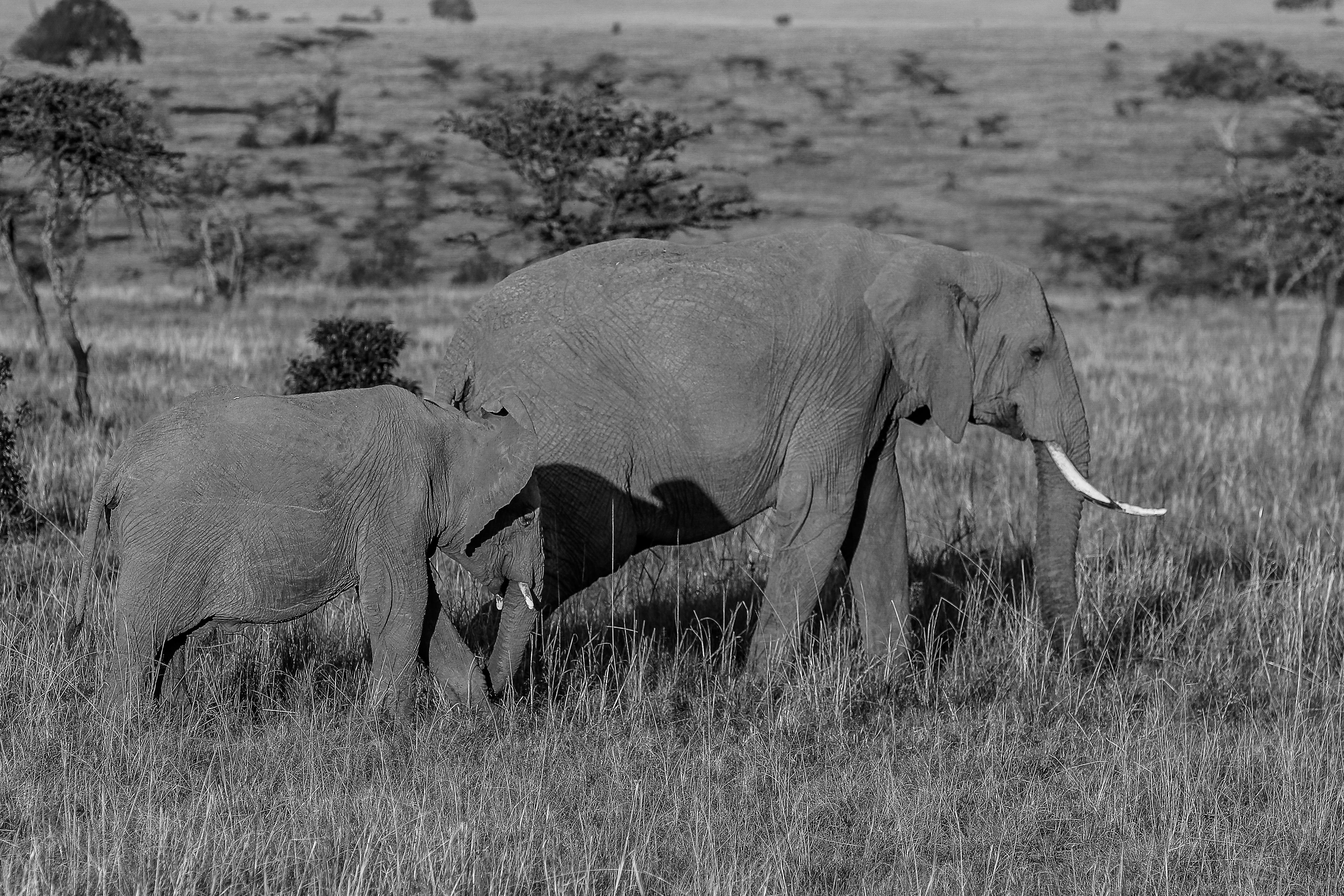 Two Elephants Walking on the Grass · Free Stock Photo