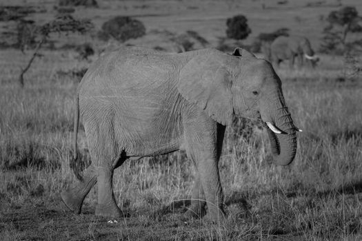 elephant photo