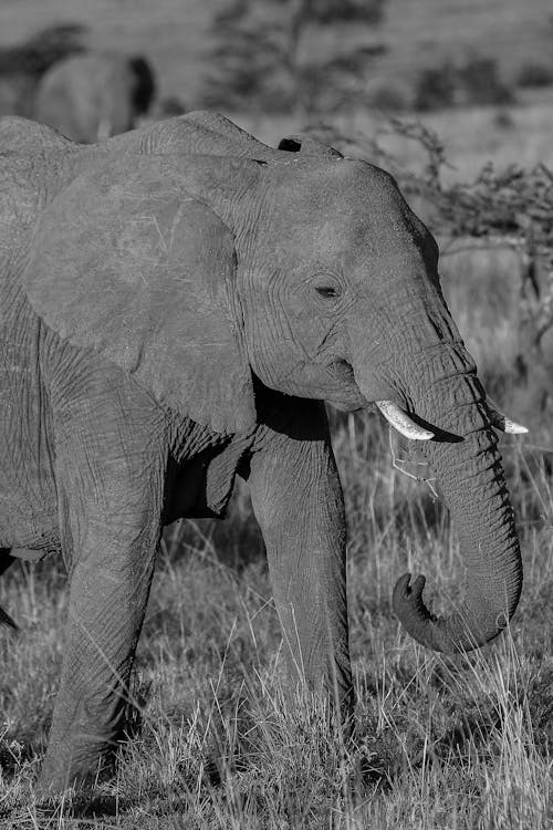 Free Grayscale Photo of an Elephant Stock Photo
