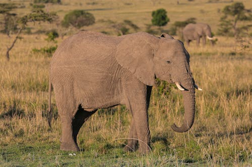 4k 바탕화면, loxodonta africana, 뇌경색의 무료 스톡 사진