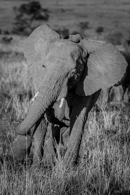 Big Elephant Walking on Grassland