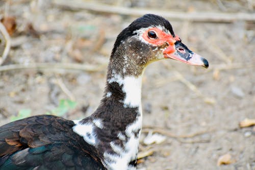 Fotos de stock gratuitas de anátidas, animal, anseriformes