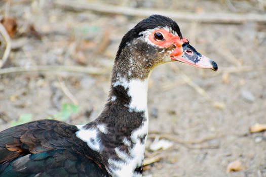 A close-up portrait of a Muscovy duck in its natural habitat, highlighting its distinctive features.