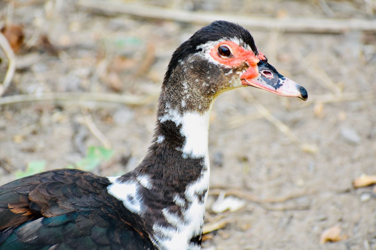 a close up portrait of a muscovy duck in its natural habitat highlight