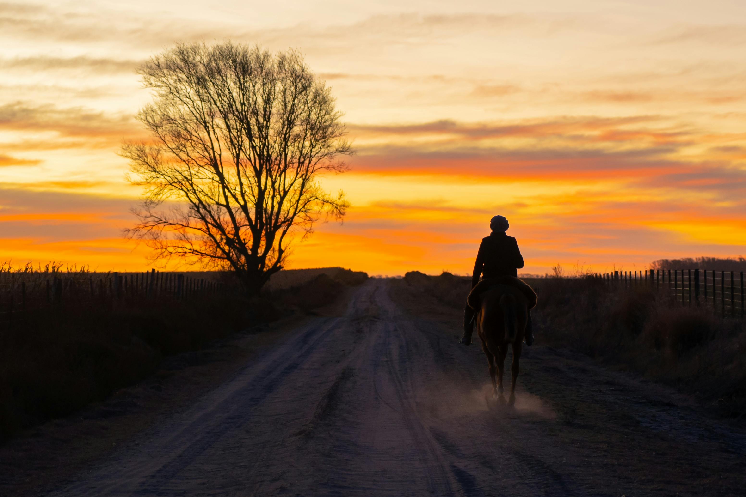 silhouette of person riding horse in field on sunset