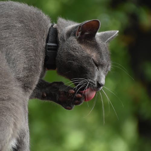 俄罗斯蓝猫, 側面圖, 動物攝影 的 免费素材图片