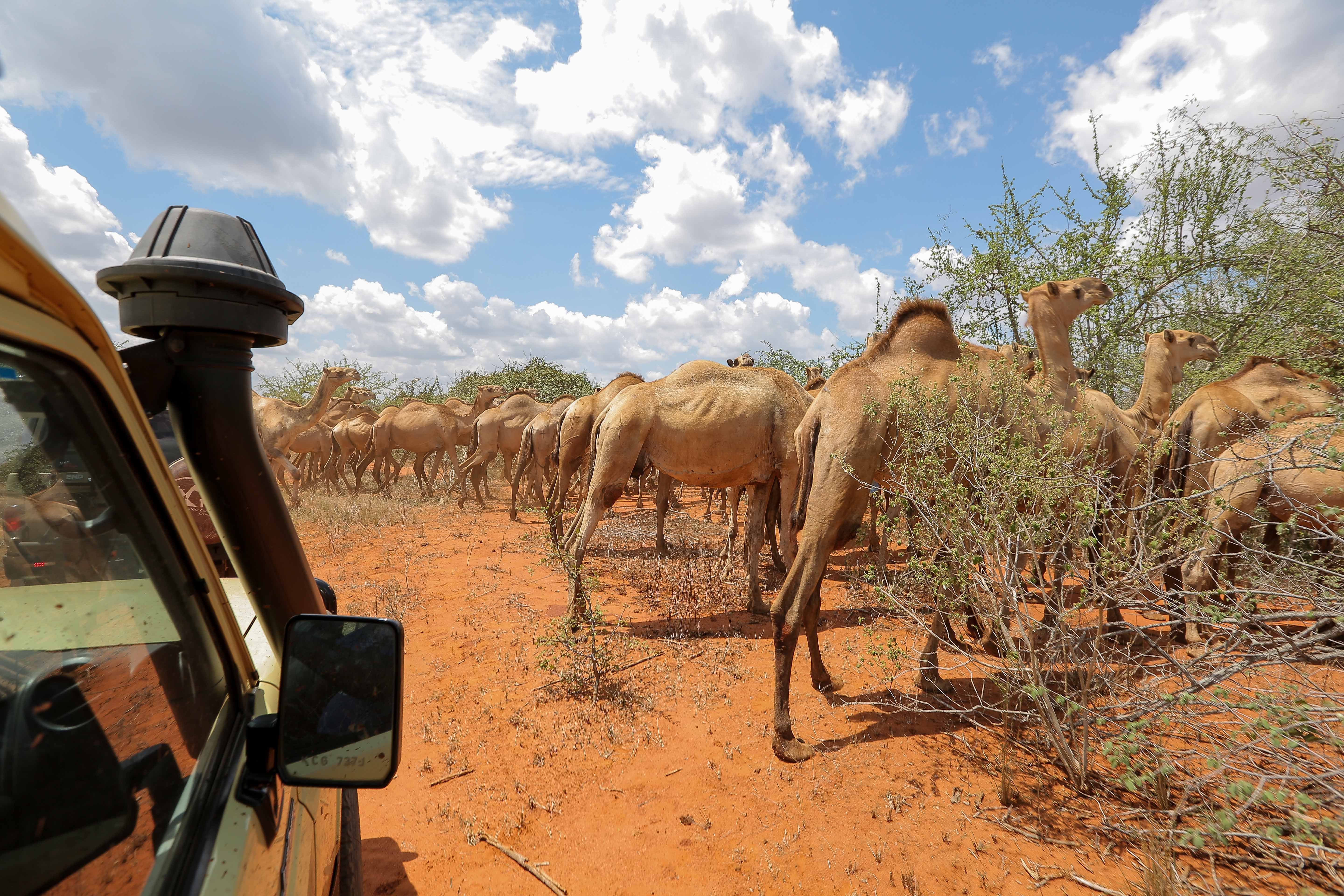 A herd of camels crossing the arid desert landscape beside a truck under a bright sky.
