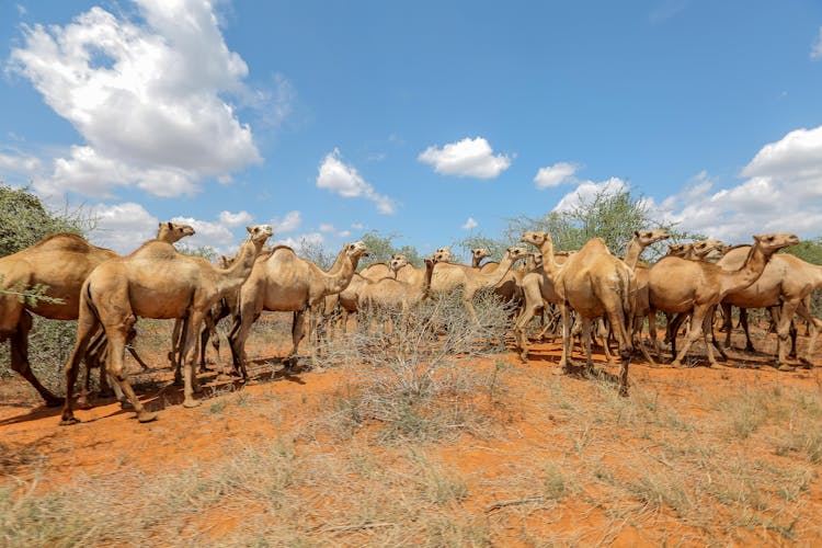 A Caravan Of Camels 