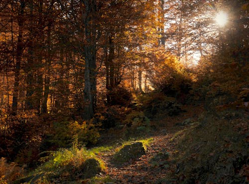 Sunlight Passing Through Trees in Forest