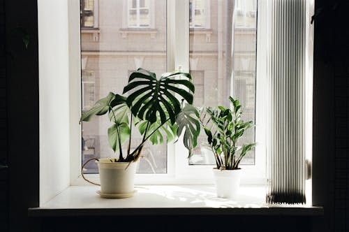 คลังภาพถ่ายฟรี ของ ธรณีประตูหน้าต่าง, พืชกระถาง, หน้าต่าง