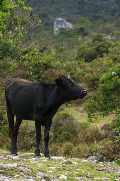 Free Japanese Beef Cattle Grazing on Grass Field Stock Photo