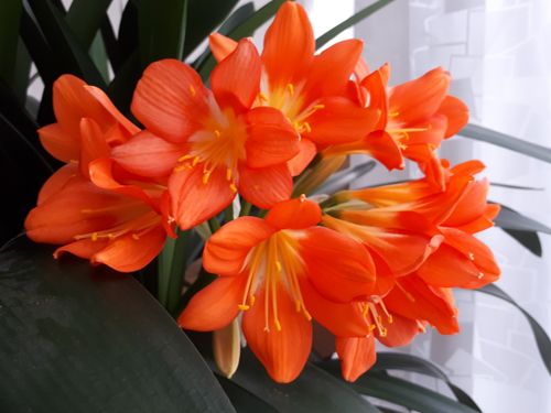 Free stock photo of house plant Stock Photo