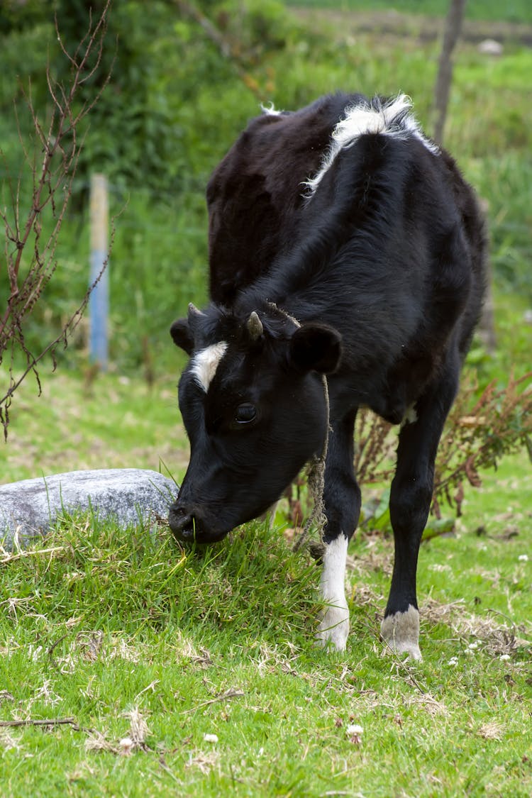 Black Cow Eating A Grass