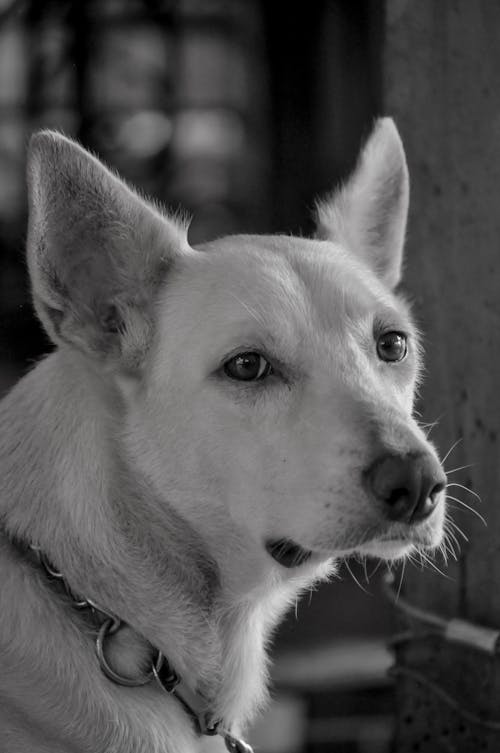 Grayscale Photo of Dog 