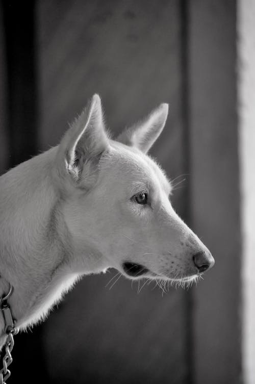 Grayscale Photo of Short Coated Dog in Side View 