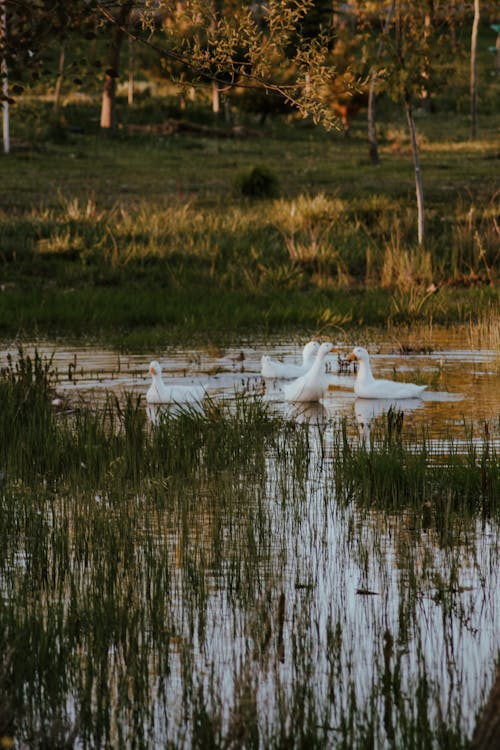 Free White Swans Swimming on Lake Stock Photo