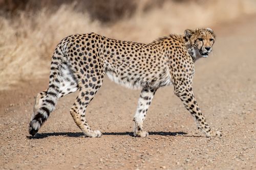 Free Cheetah gracefully walking on dirt path in South African wildlife reserve. Stock Photo