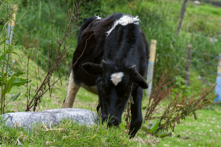 Close-Up Photo Of A Black And White Cow