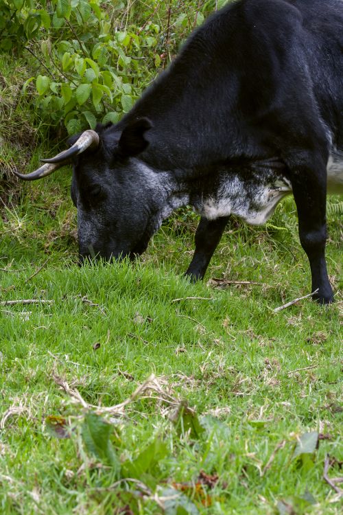 Free A black cow with horns grazes in a lush green field in Mérida, Venezuela. Stock Photo