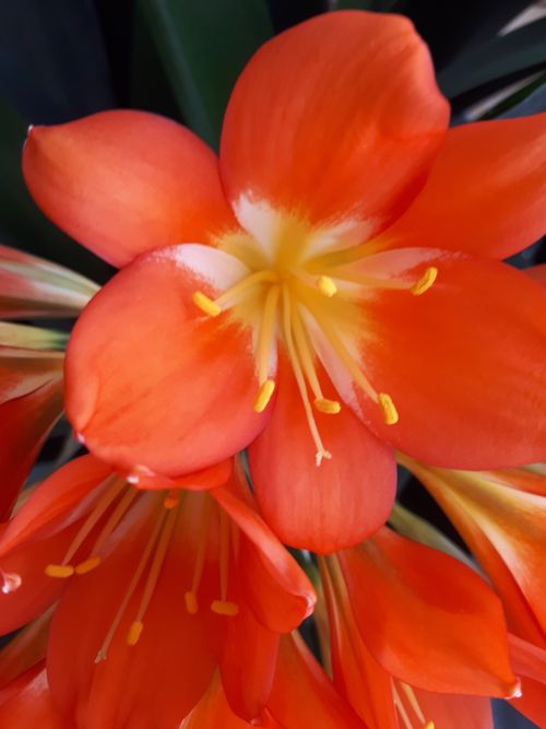 Free stock photo of house plant Stock Photo