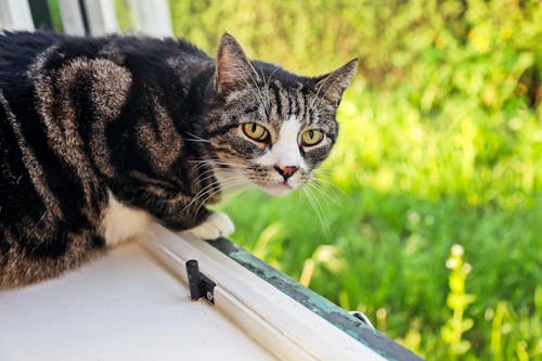 Immagine gratuita di gatto, gatto selvatico, postumi della sbornia