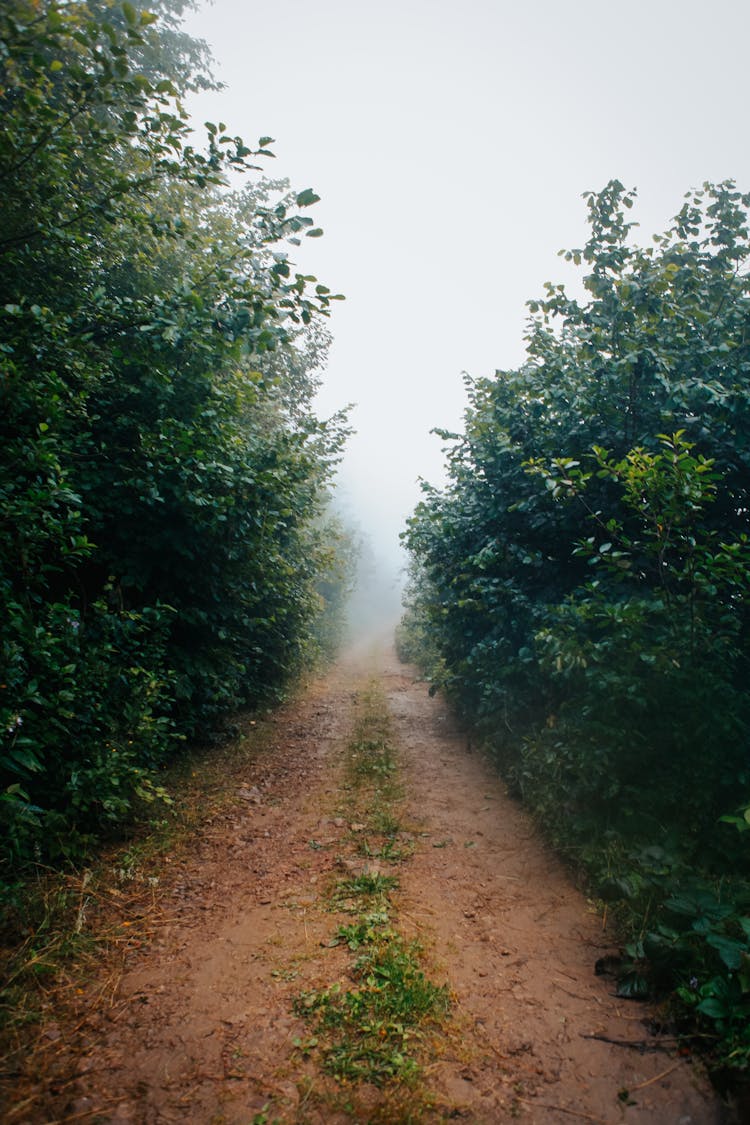 Foggy Trail Between Plants