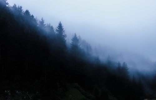 Free A mysterious foggy forest on a mountain in Kümbet, Turkey, creating an enchanting scene. Stock Photo