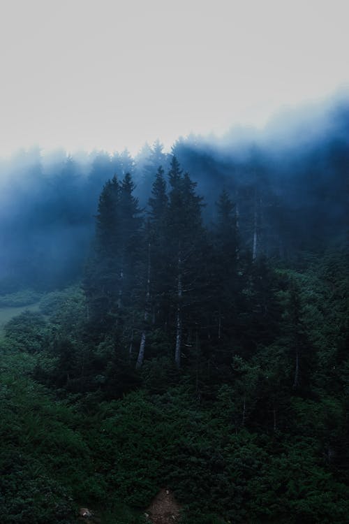 Základová fotografie zdarma na téma les, lesnatý kraj, mlha