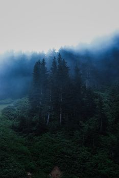 Enigmatic forest landscape shrouded in mist and fog in Kümbet, Giresun, Turkey.. enigmatic, forest, landscape