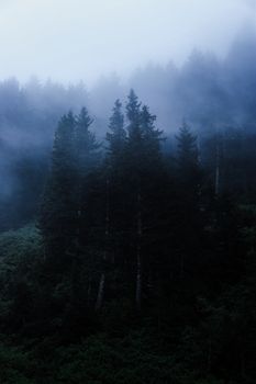 Ethereal mist envelops a dense pine forest in Kümbet, Giresun, Turkey, creating a mystical atmosphere.