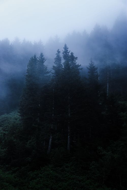 Free Ethereal mist envelops a dense pine forest in Kümbet, Giresun, Turkey, creating a mystical atmosphere. Stock Photo