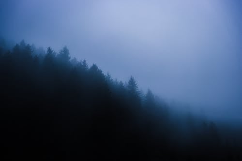 Free Foggy Forest at Night Stock Photo