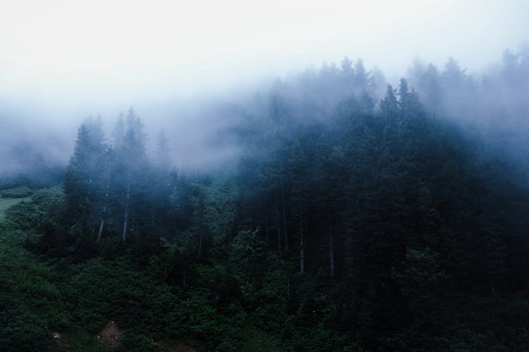 White Fog On The Trees In The Mountains