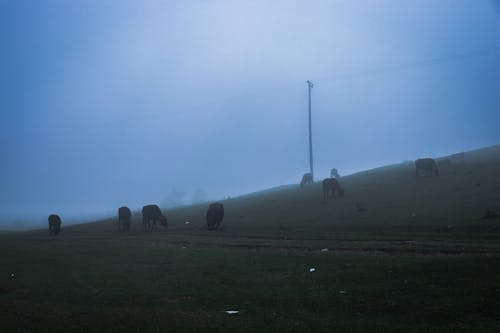 arazi, belirsiz, besi hayvanları içeren Ücretsiz stok fotoğraf