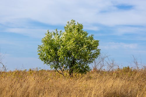 Green Tree on Brown Grass Field Under Blue Sky