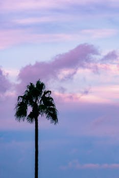 A solitary palm tree silhouette stands against a colorful sunset in Tamarit, Spain.