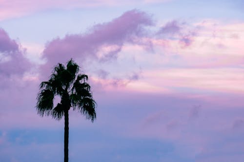 Silhouette of Palm Tree