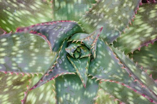 Free Vibrant close-up of an Aloe Maculata succulent plant showcasing its intricate textures and natural beauty. Stock Photo