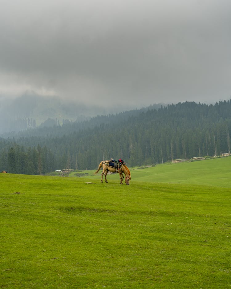 Horse On Grassland Under Clouds