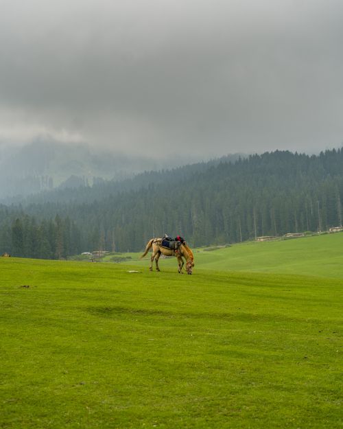 Free A lone horse grazes peacefully in a lush green pasture under overcast skies in Badgam. Stock Photo