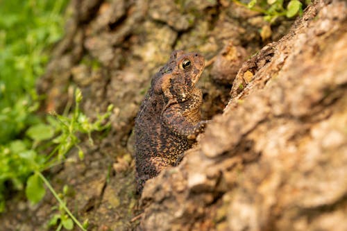 A Brown and Black Frog on Brown Tree Trunk