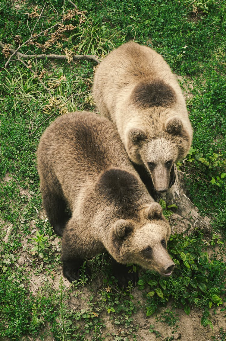 Brown Bears On Green Grass