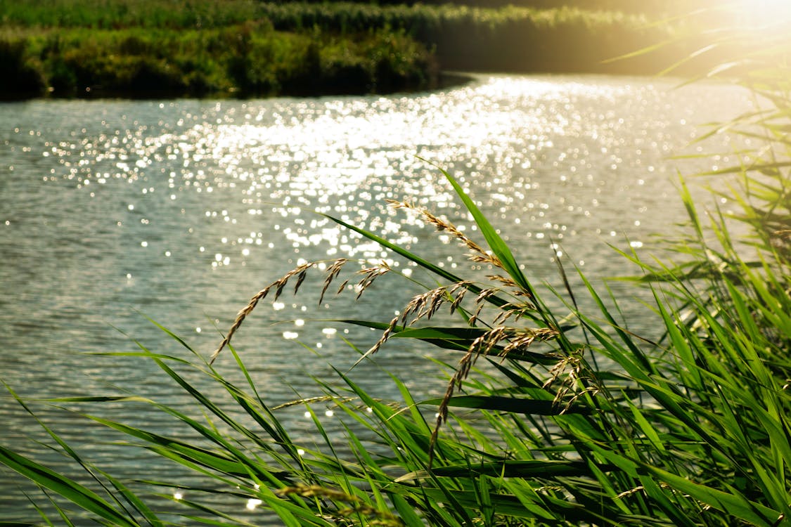 Ilmainen kuvapankkikuva tunnisteilla auringonvalo, aurinkoinen, järvi Kuvapankkikuva