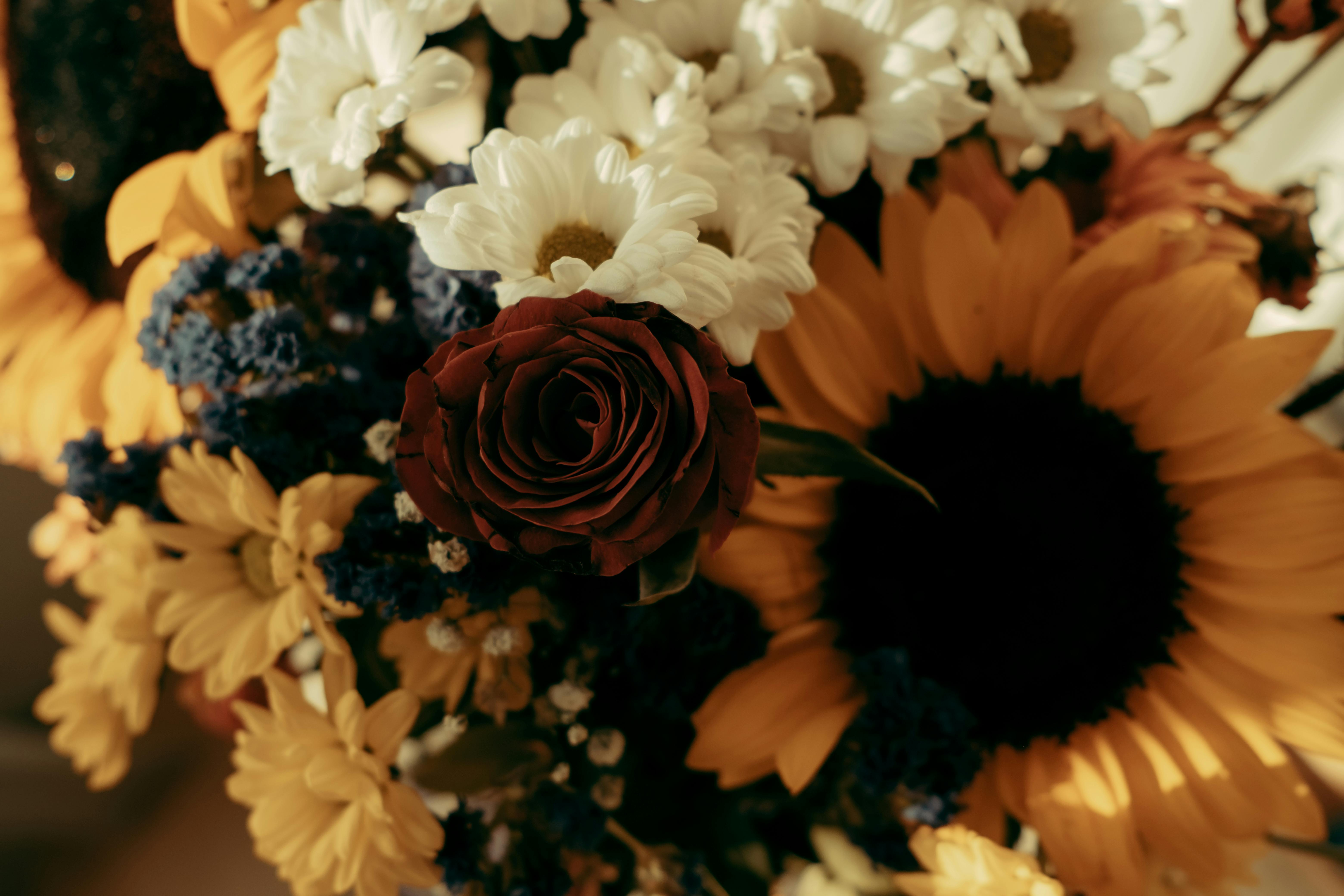 Sunflower And Daisy Laptop Wallpaper Photos, Download The BEST Free