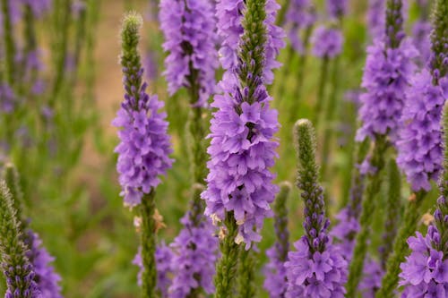 Close-up Photo of Purple Flowers