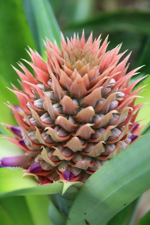 トロピカルフルーツ, パイナップル, パイナップル植物の無料の写真素材