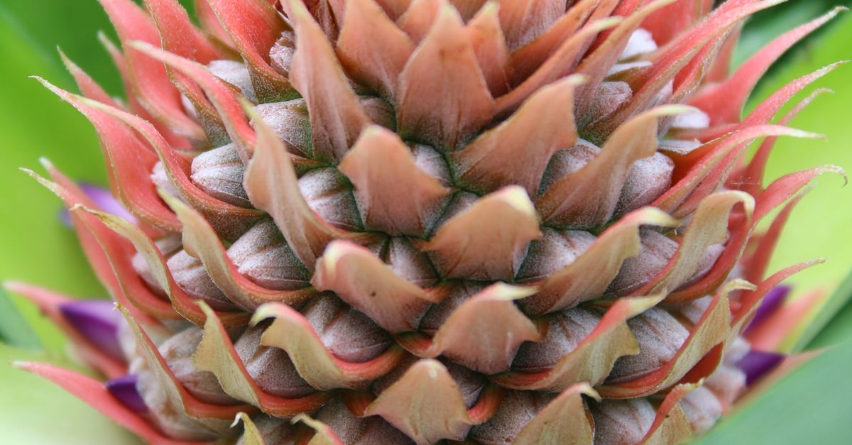 Foto de stock gratuita sobre de cerca, fruta, fruta tropical ...